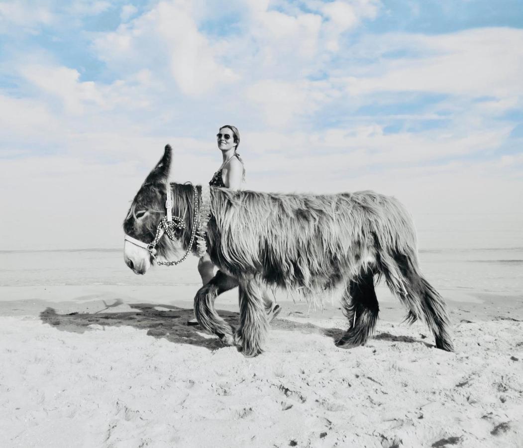 Banjaard Beachhouse Patrijzenlaan 14 คัมเปอร์ลันด์ ภายนอก รูปภาพ